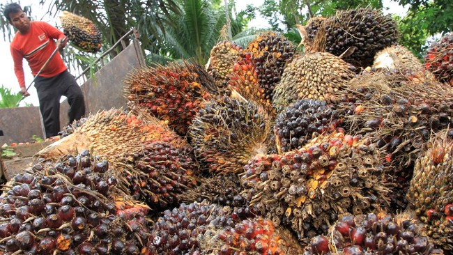 Situs News Indoesia Alternatif Informasi Berita Viral Terbaru