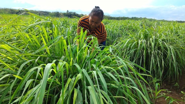 Situs News Indoesia Alternatif Informasi Berita Viral Terbaru